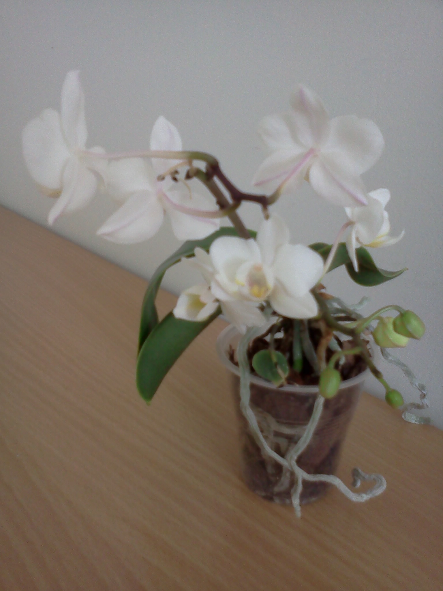 Biela mini phalaenopsis 2