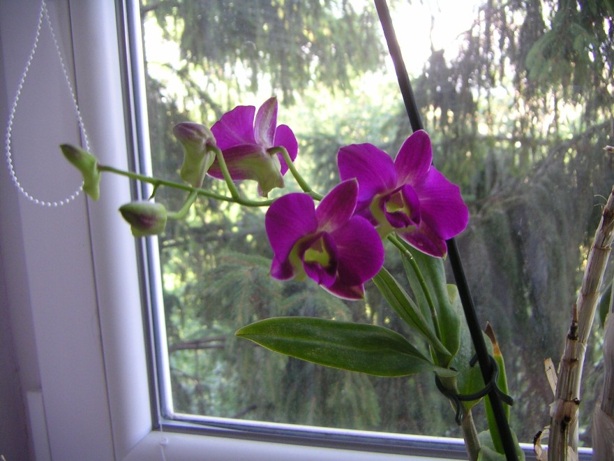 dendrobium phalaenopsis 