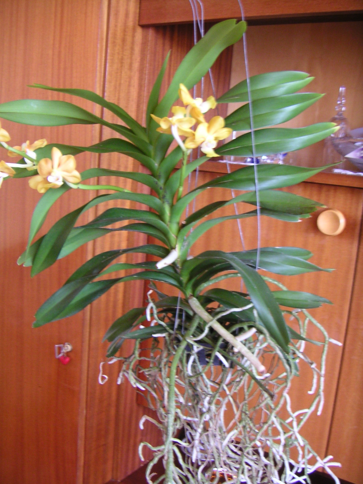 Výstava orchideí -  Budapešť 13.4.2012 003