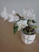 Biela mini phalaenopsis