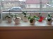 zbierka mini phalaenopsisov.JPG